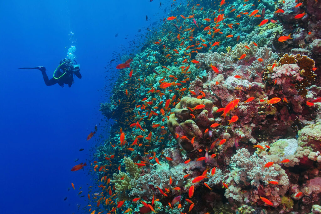 Ocean Acidification Effects on Tourism: A Search For Solutions