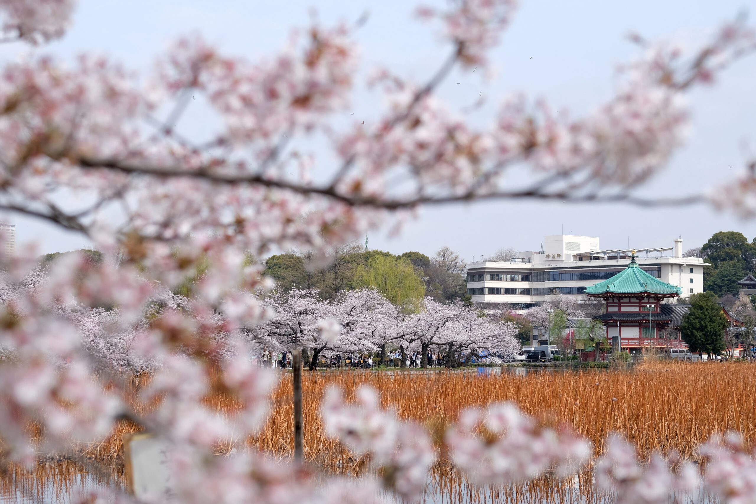 Tokyo Weather: from Spring Cherry Blossoms in March to November