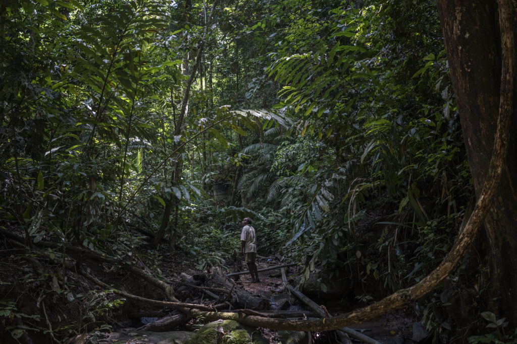 Malaysia Deforestation