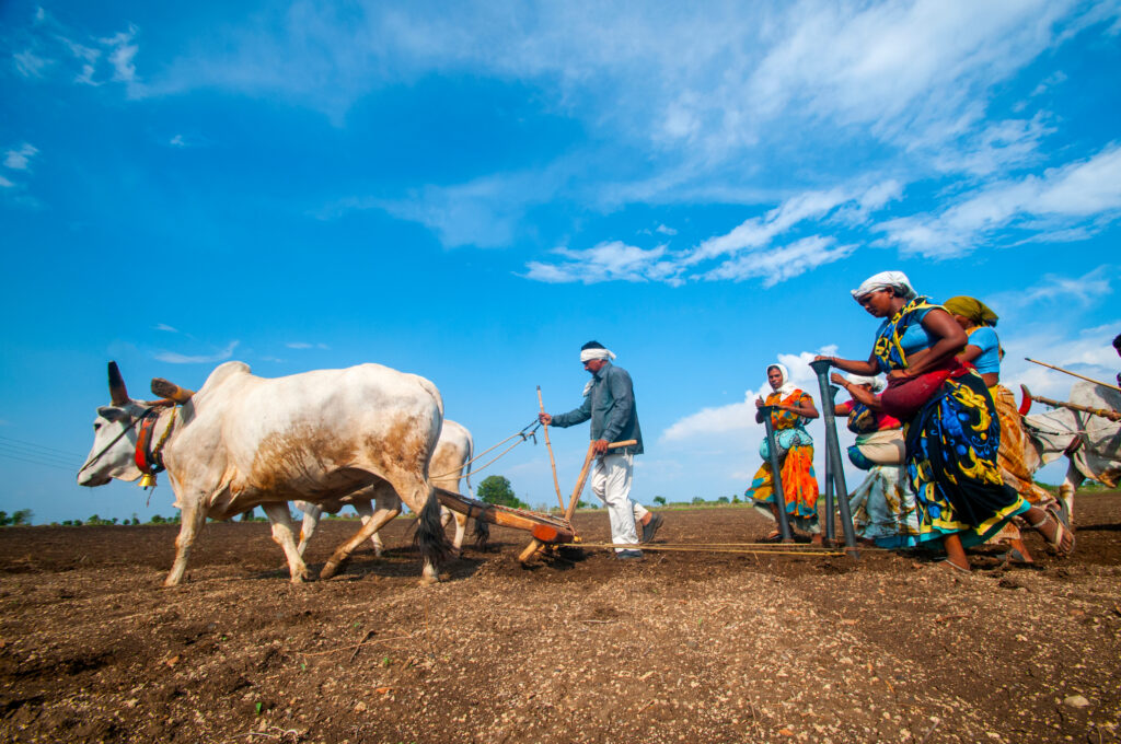 How Heatwaves Impact Indian Farmers and Global Food Security