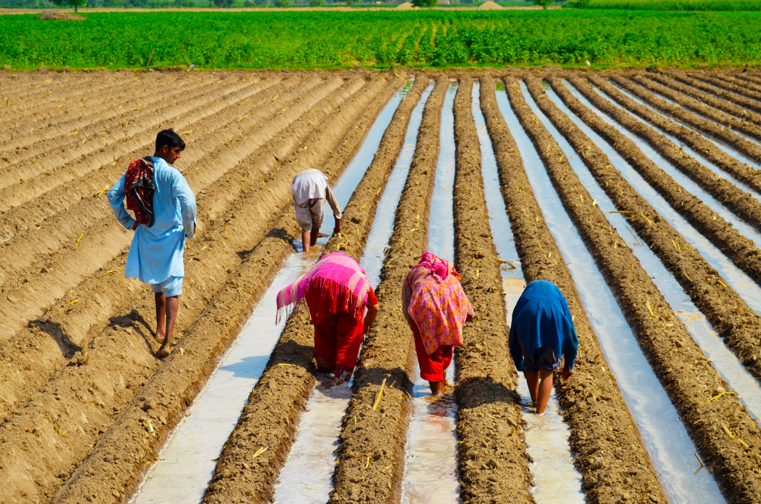 How Pakistani Farmers Can Adapt to Heat and Floods