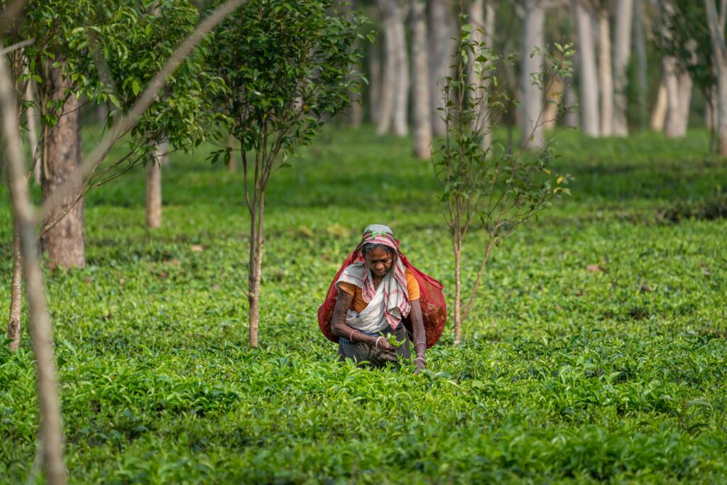 Indian Agricultural Policy and Climate Change – Podcast