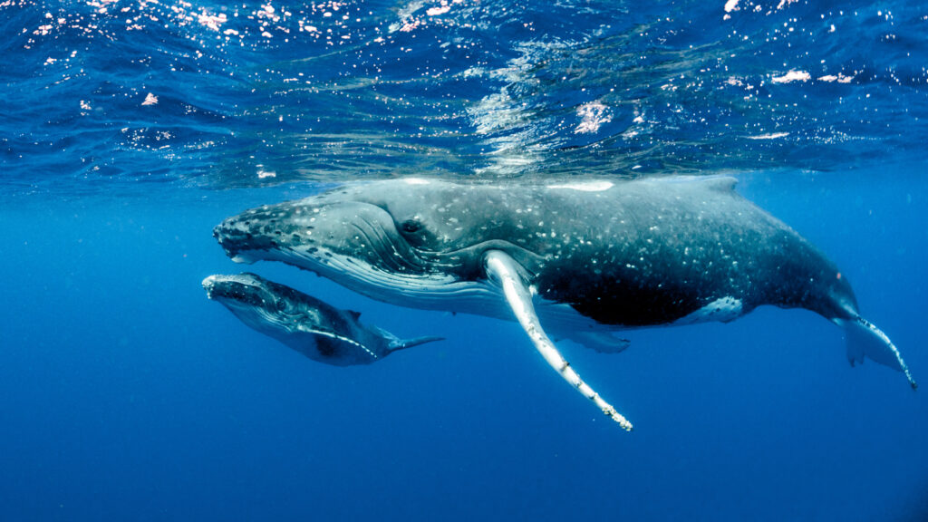 Whale in the ocean - wildlife conservation