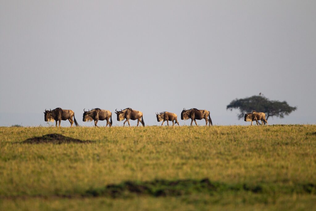 Can Wildlife Conservation Play a Role in Carbon Capture?