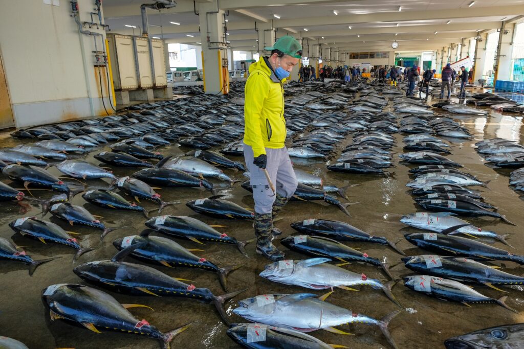 The Fish Population Decline: Is Sustainable Fishing Enough To Turn the Tide?