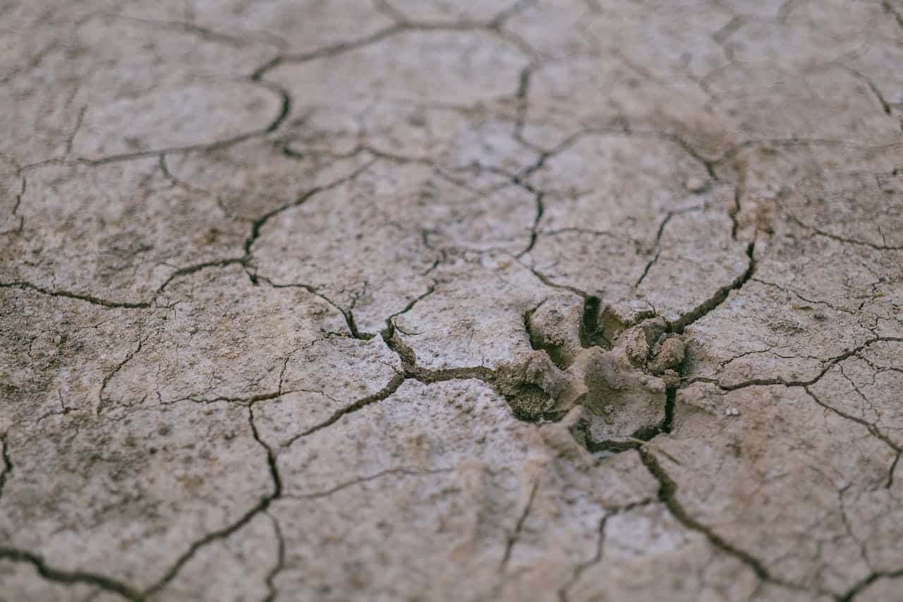 COP28 Band-Aid Solutions, While Natural Ecosystems Are on the Edge, Photo by FOX on Pexels
