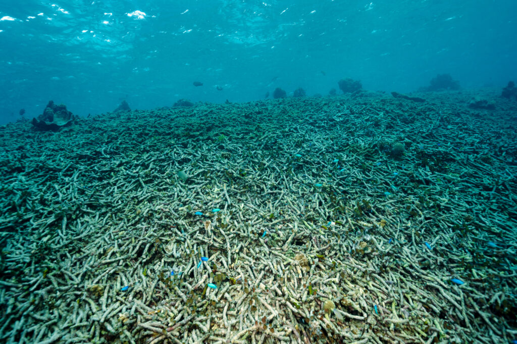 Why the Rich Should Compensate for Biodiversity Loss and Damage in the Global South