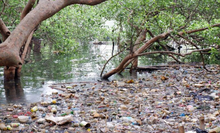 Environmental Issues In Australia: An Existential Risk