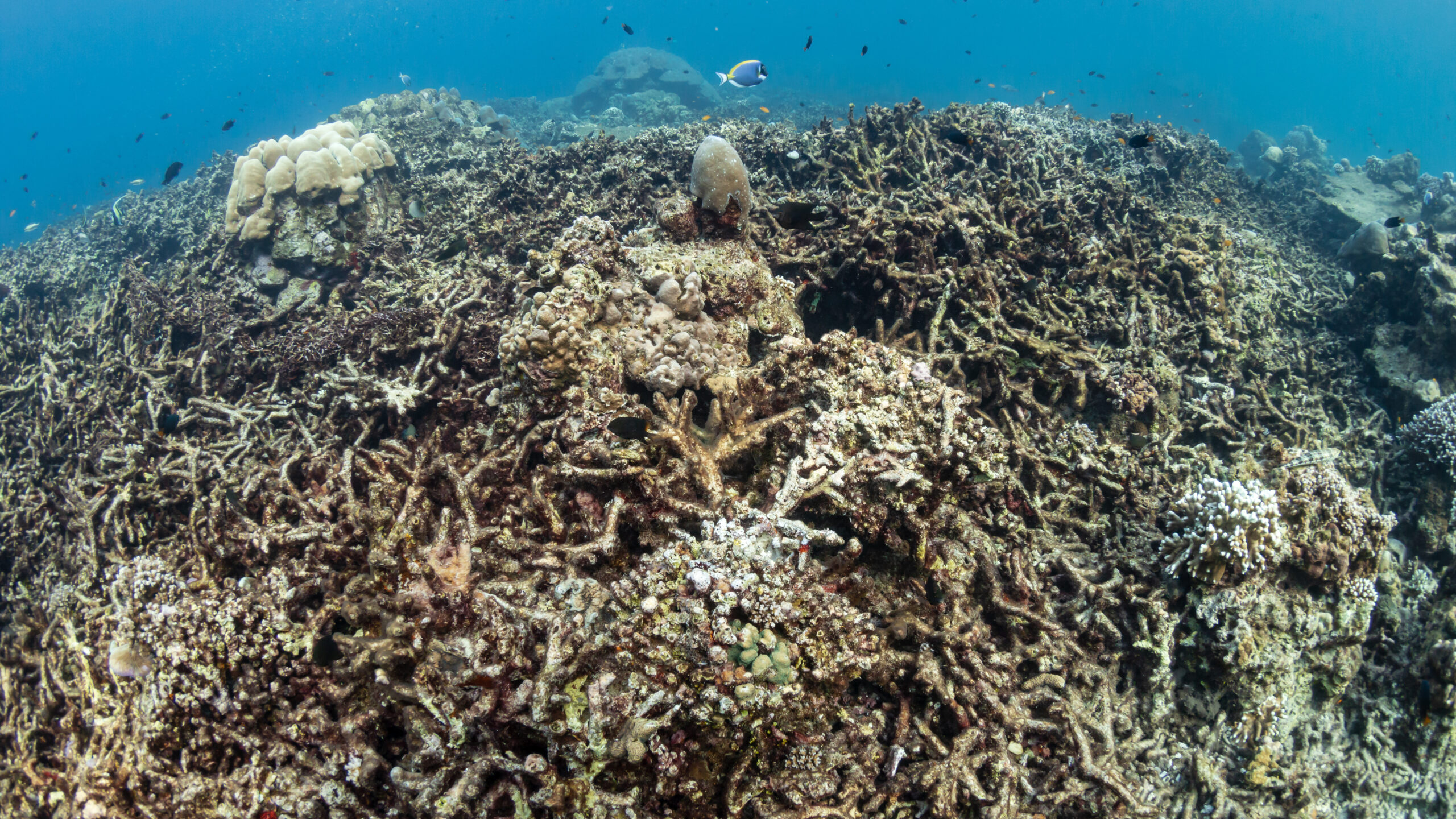 Western Australia Heatwave: Devastating Impact on Marine Life
