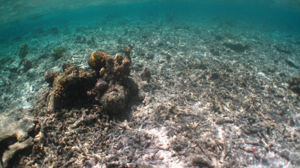Climate Change in Indonesia: Addressing Urgent Challenges