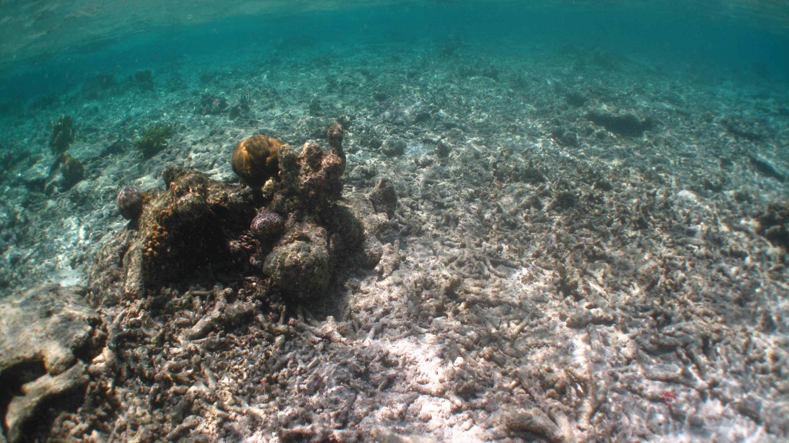 Climate Change in Indonesia: Addressing Urgent Challenges