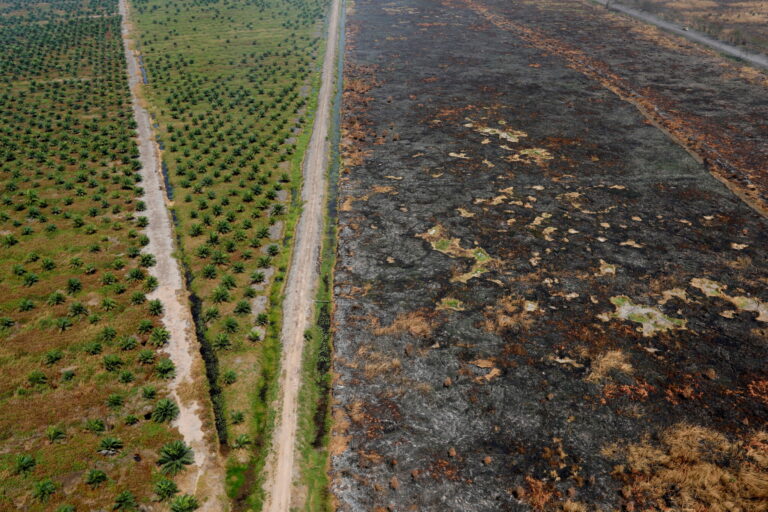 Deforestation In Indonesia Causes Effects And The Future