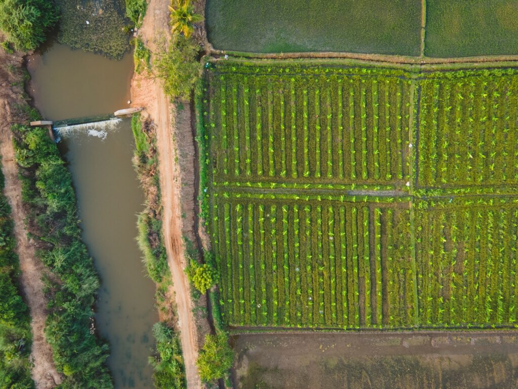 Climate Change Is Threatening Rice Production in India