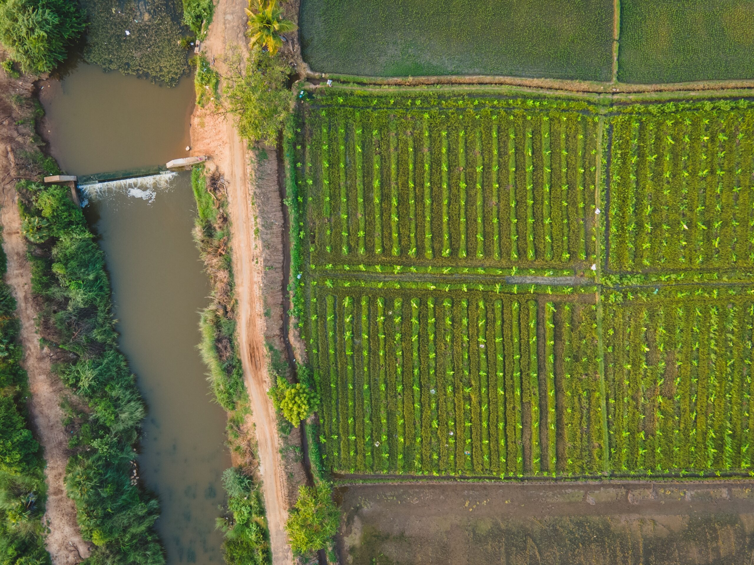 Climate Change Is Threatening Rice Production in India