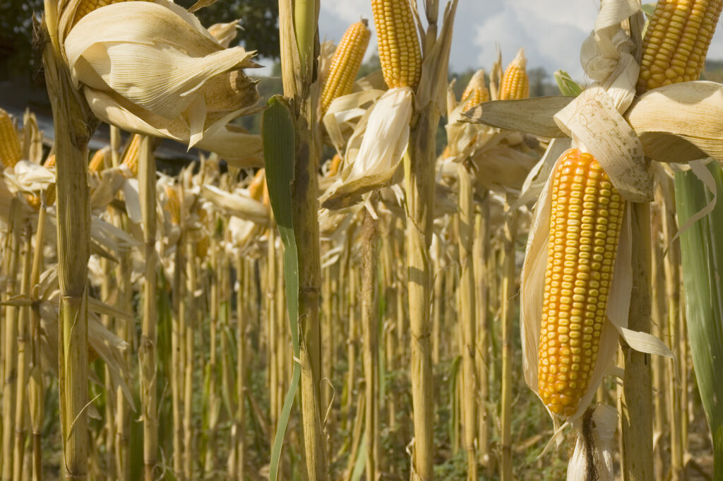 How Climate Change is Impacting Corn in the Philippines