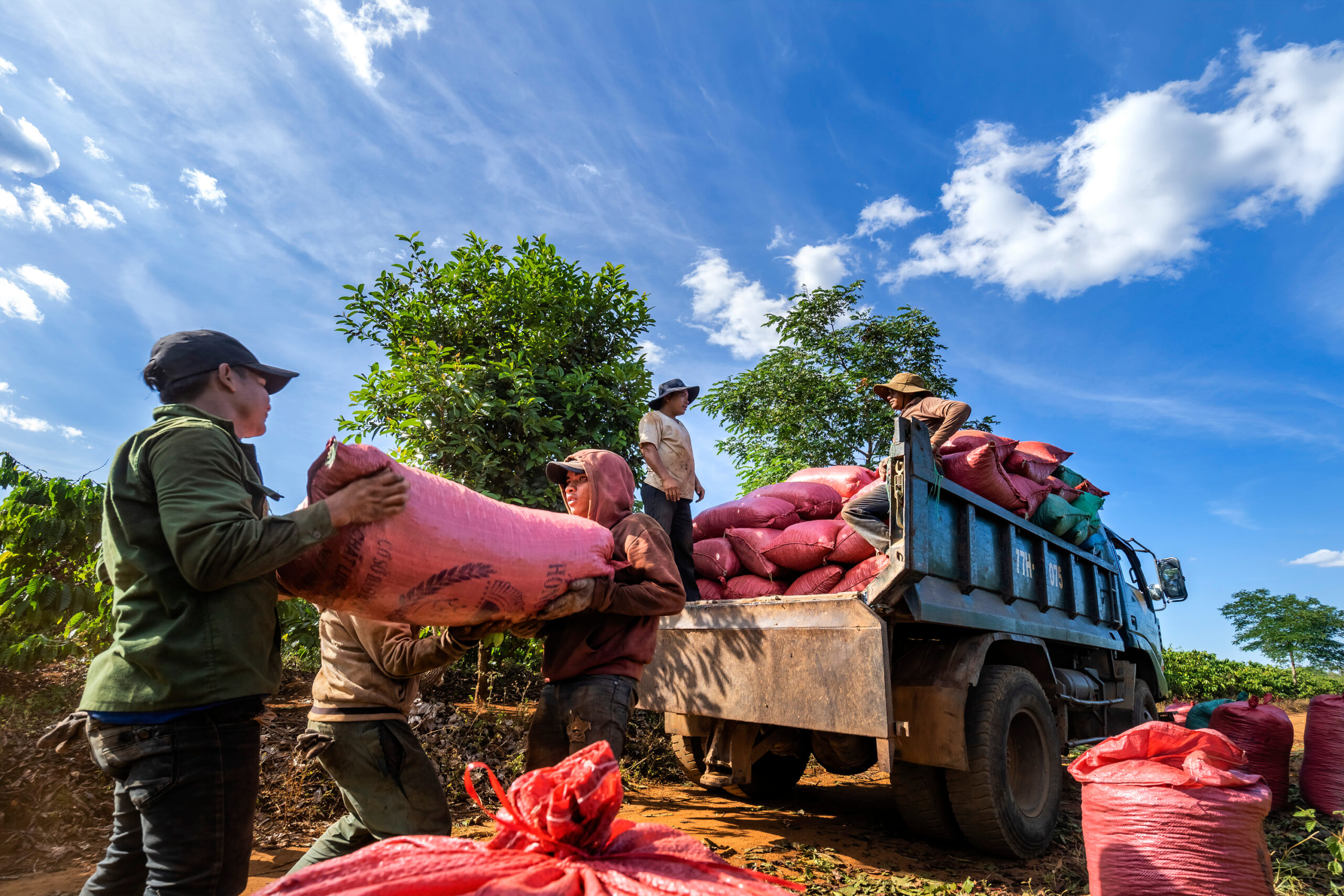 Climate Change Poses Threats to Coffee Production in Vietnam 