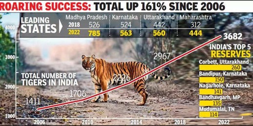 The tiger population in India is growing as a result of ecotourism.