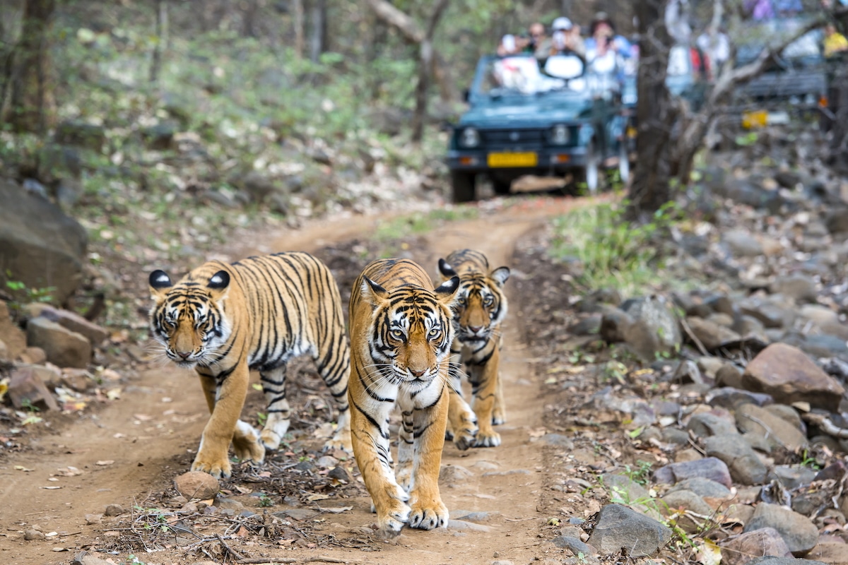 Ecotourism in India Is Driving Climate-smart Growth
