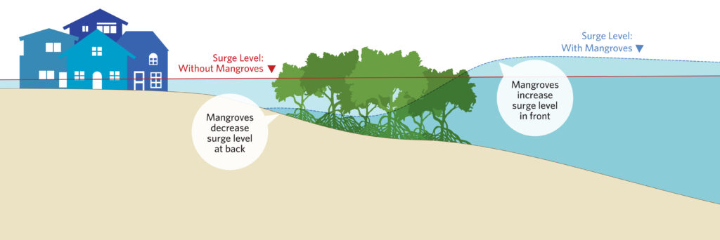 Role of mangroves in nature-based cliamte adaptation for storms