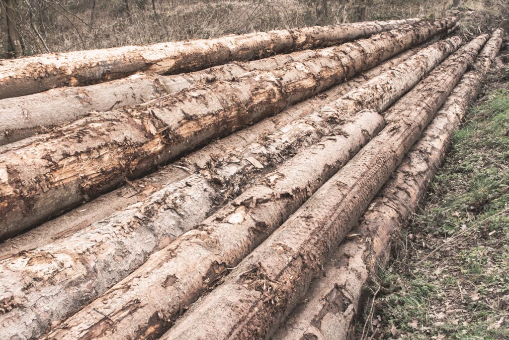 Tropical Deforestation Linked to Thousands of Heat-related Deaths Every Year