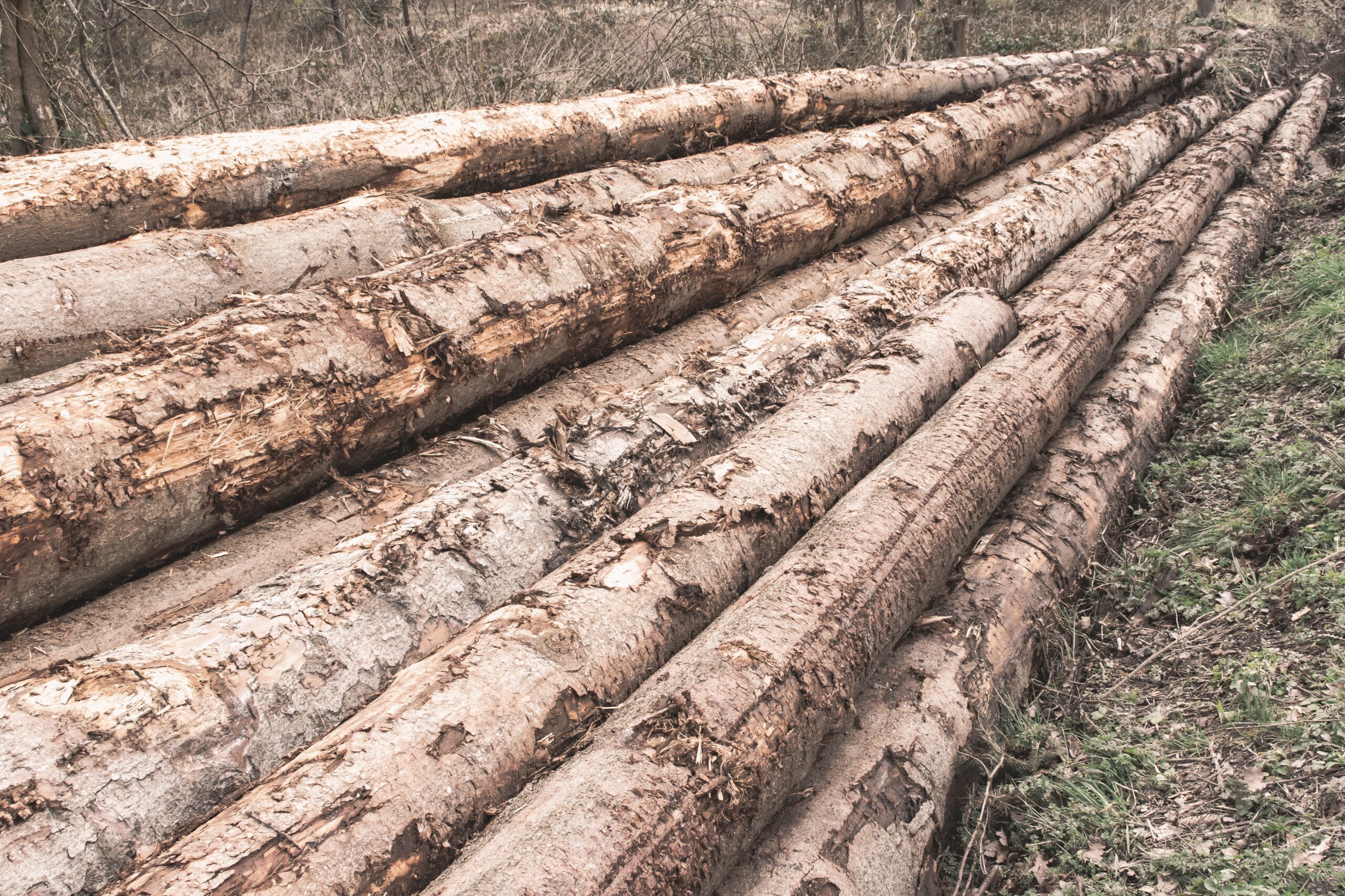 Tropical Deforestation Linked to Thousands of Heat-related Deaths Every Year