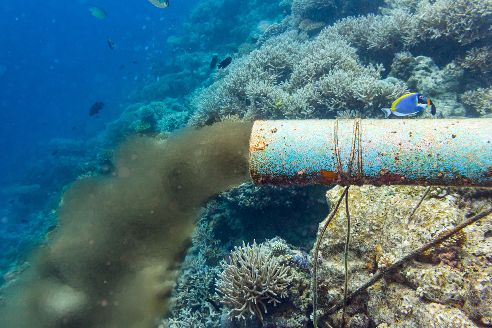 Saving Raja Ampat: Biodiversity, Communities, and Climate Justice